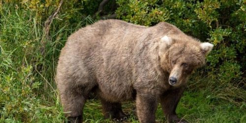 A tremendously huge bear.