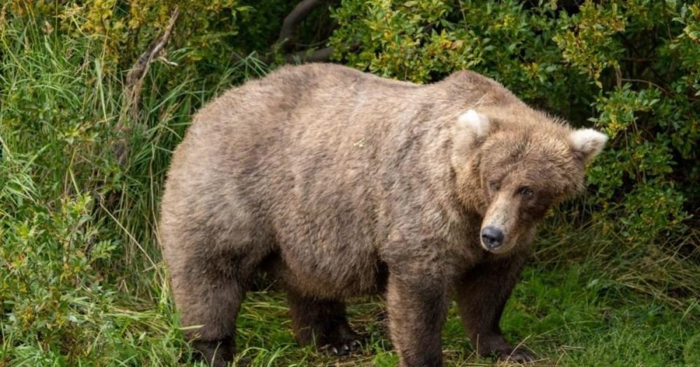 A tremendously huge bear.