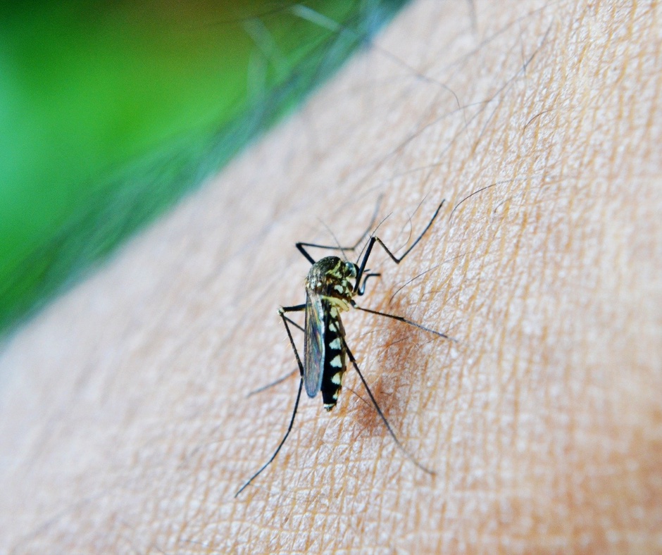 A mosquito biting a human