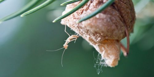 Praying mantis nest in christmas tree