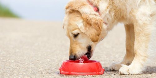 dog drinking ice water