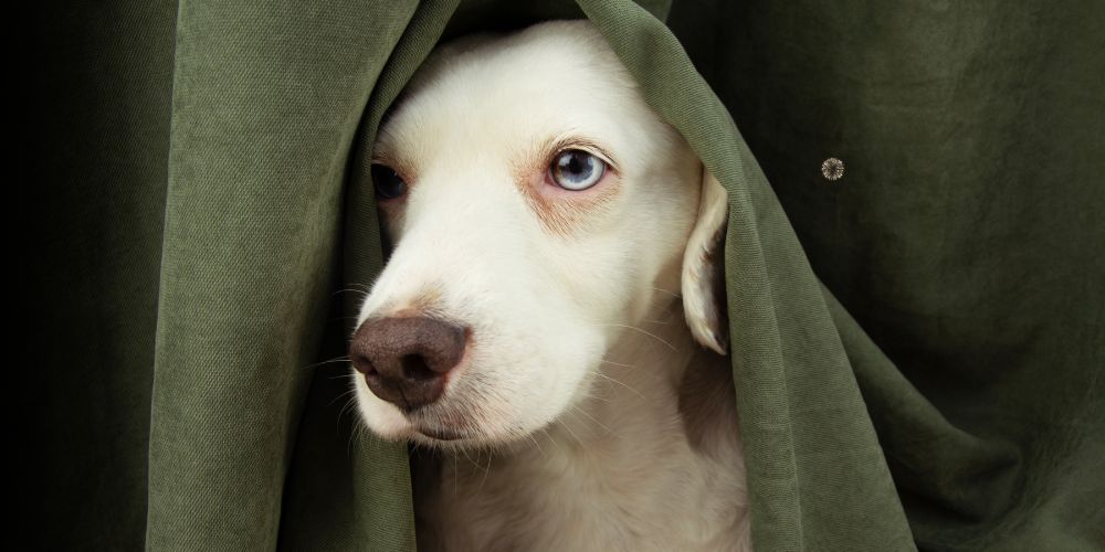 Dogs hide from fireworks