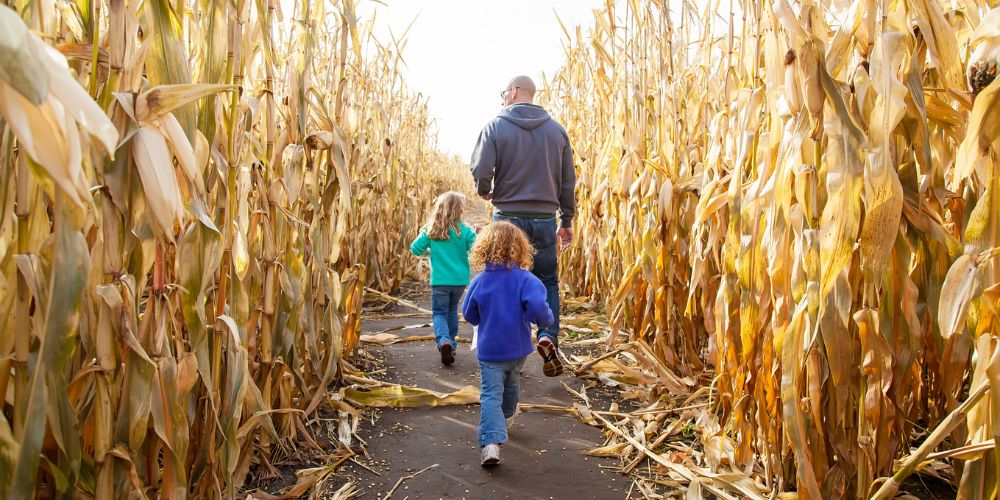 corn maze and fall activities