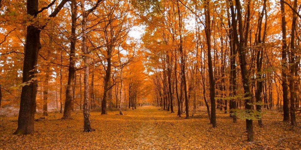 Leaves changing colours in fall