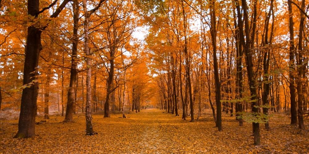 Leaves changing colours in fall