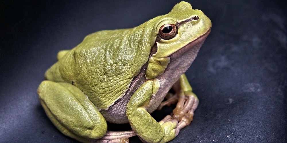 frog via pexels