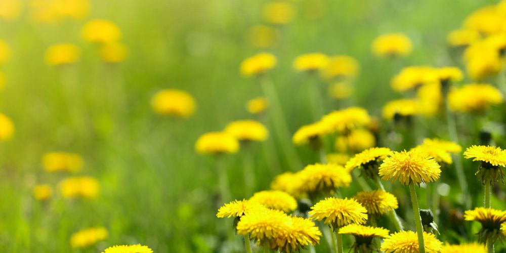 No Mow May yard with dandelions