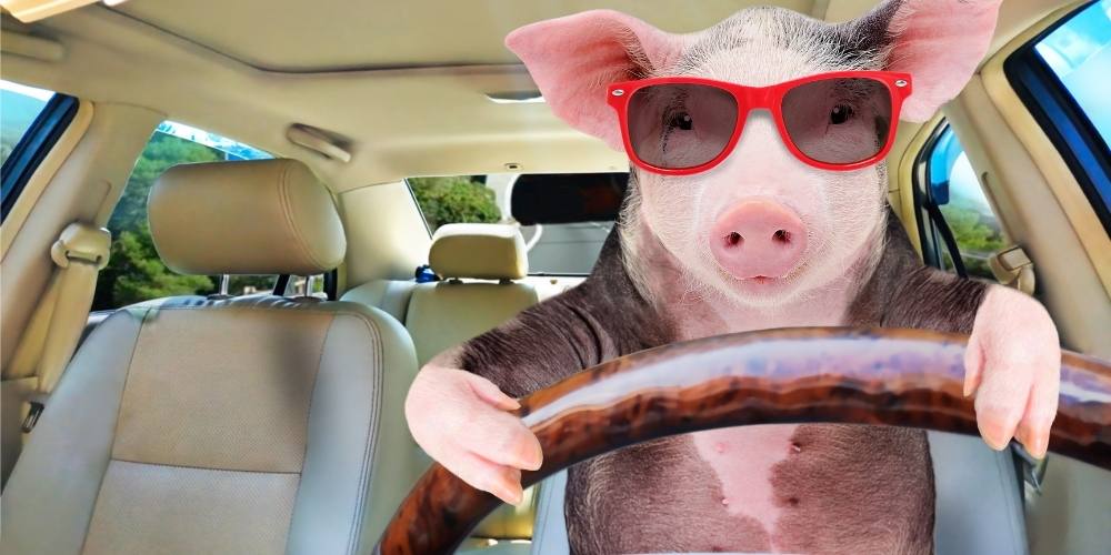 pig driving a car