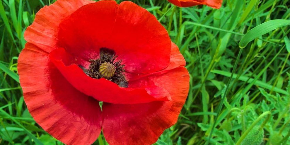 Poppy in field