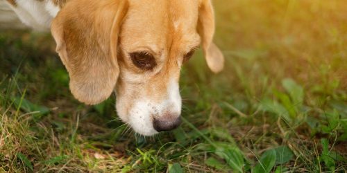 Dog smelling the ground