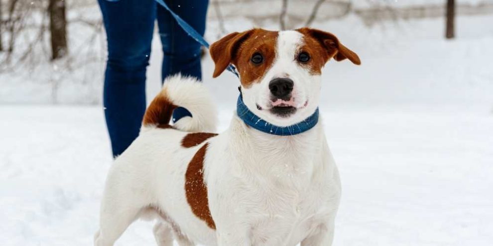 Walking Dog in the snow