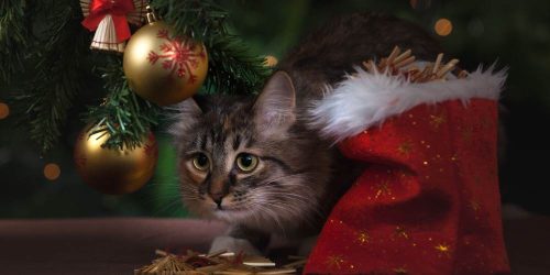 cat under a christmas tree