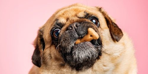 Homemade dog treats in dog's mouth