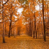 5 Best Places To See Fall Colours In Simcoe County