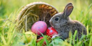 Don't buy your kid a pet bunny for Easter