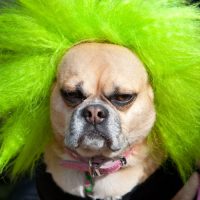 75% of Pet Owners Are Planning To Dress Up Their Animals At Halloween!