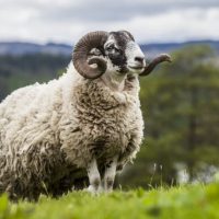 AXE BODY SPRAY PREVENTS SHEEP FROM FIGHTING